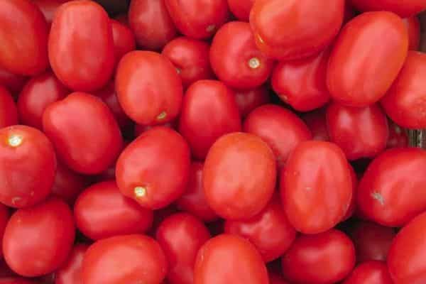 עגבניות בשלות