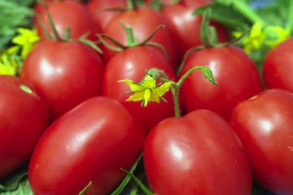 Kypsät tomaatit