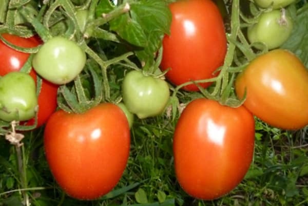 arbustos de tomate Stolypin