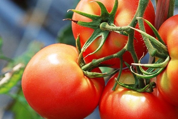 Strega tomato