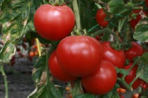 Opis odmiany pomidora Strega, jej właściwości i produktywności
