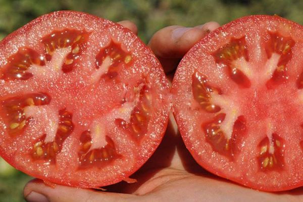 Pomidor hybrydowy