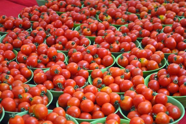 Berba rajčice
