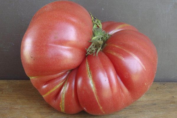 Tomate mûre