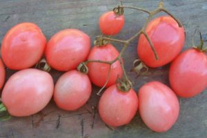 Description of the Tais tomato variety and its characteristics