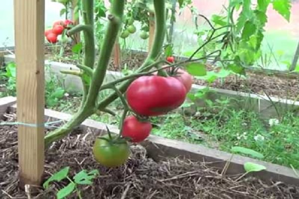 Talalikhin paradajka