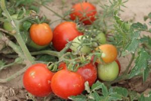 Opis odmiany pomidora Talalikhin i jej właściwości