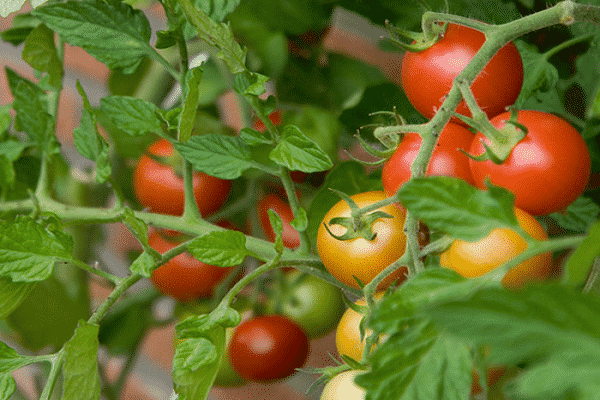 herkullisia tomaatteja