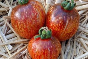Descripción de la variedad de tomate Dark Galaxy y sus características