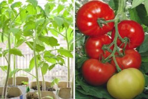 Description of the tomato variety Titanic and its characteristics