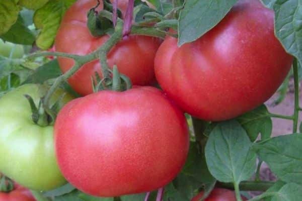 Tomate fruit