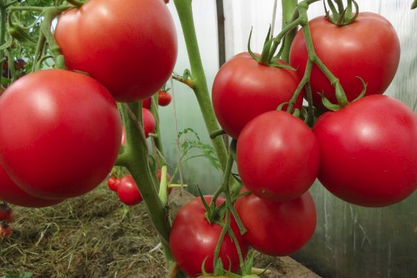 Tomater i et drivhus