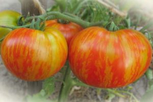 Descripción de la variedad de tomate Fat Boatswain y sus características