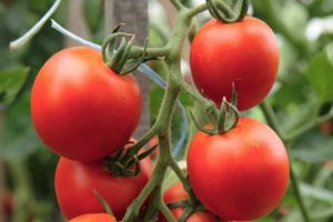 Beskrivelse af Tornado-tomatsorten, dens egenskaber og udbytte