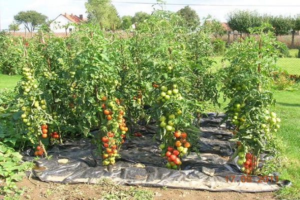 nogatavojušies tomāti