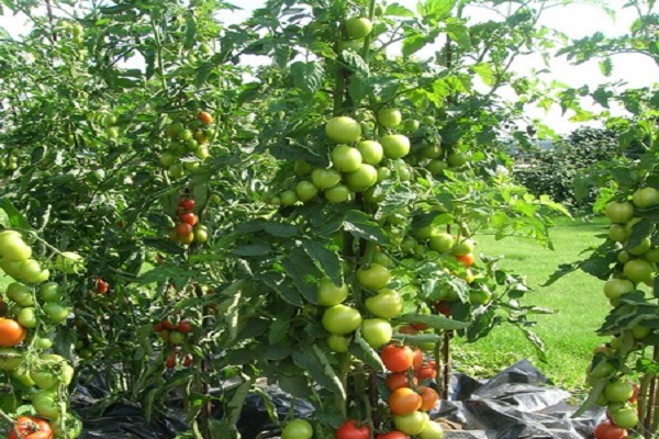 zielony pomidor