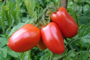 Beskrivelse af Torpedo-tomatsorten, udbyttet og kultiveringen