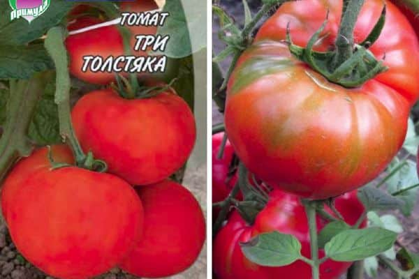 Tomatfrø