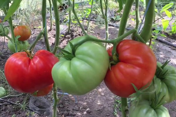 Tomaatit kasvihuoneessa