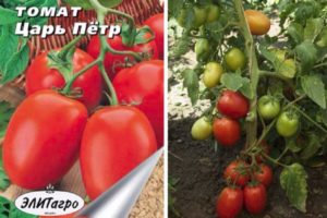 Tsaari-tomaattilajikkeen kuvaus ja sen ominaisuudet
