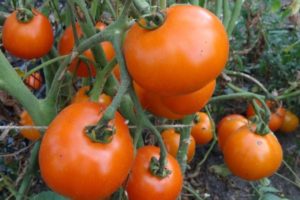 Popis odrůdy rajčete Tsarskaya větev a její vlastnosti
