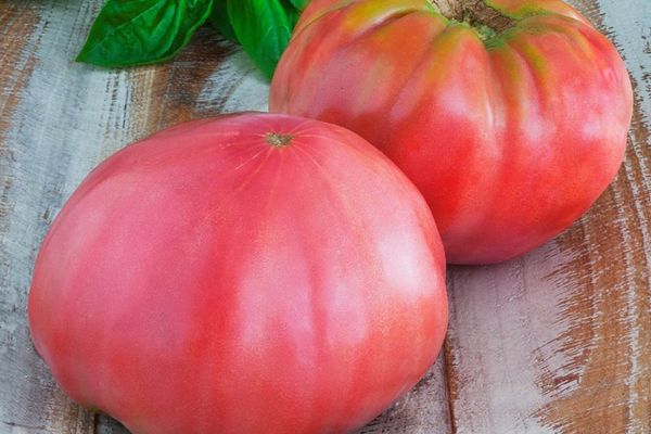 Tomaattihybridit