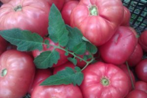 Beschrijving van het tomatenras Tsaar geschenk en zijn kenmerken
