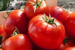 Opis wczesnej dojrzałej odmiany pomidora Lark i jej właściwości