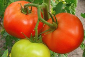 Kuvaus tomaatti Zhenaros-lajikkeesta ja sen ominaisuuksista