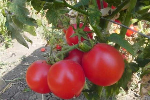 Zinulya tomatoes