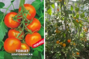 Opis odmiany pomidora Goldilocks i jej właściwości