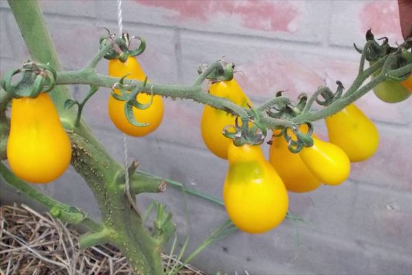 Žuta rajčica