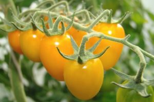 Tomaattilajikkeen kuvaus Kultainen sade keltainen
