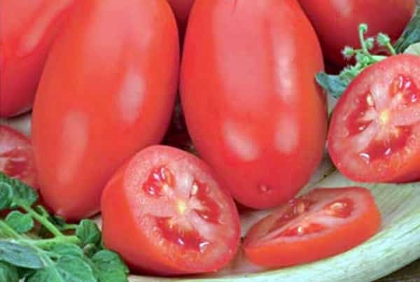 paradajkový kyvadlová doprava