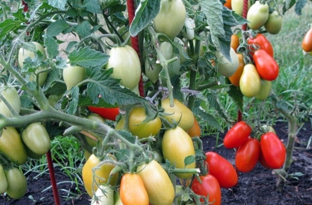 krzewy pomidorów Shuttle