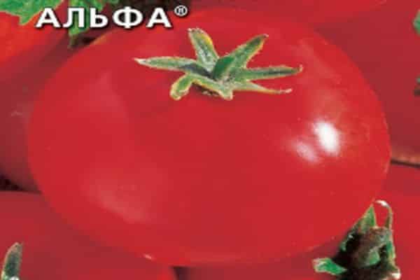 tomātu alfa