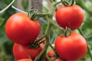 Kuvaus tomaatti Alpha -lajikkeesta ja sen ominaisuudet