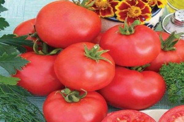 tomato reviews