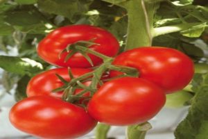 Kuvaus tomaattilajikkeesta Harlequin F1, sen maatalouden tekniikasta