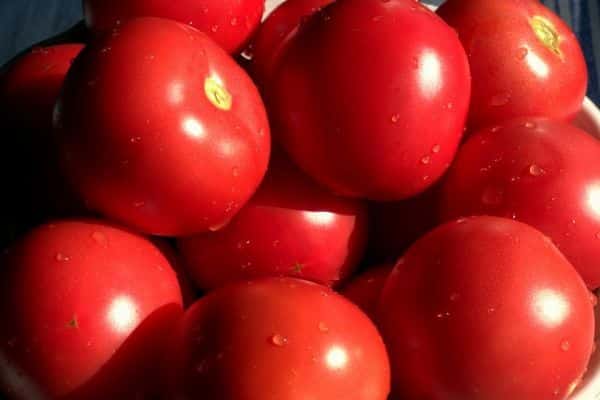 cura dei pomodori bagira