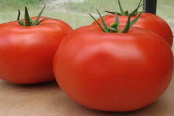 bagira pomidorai