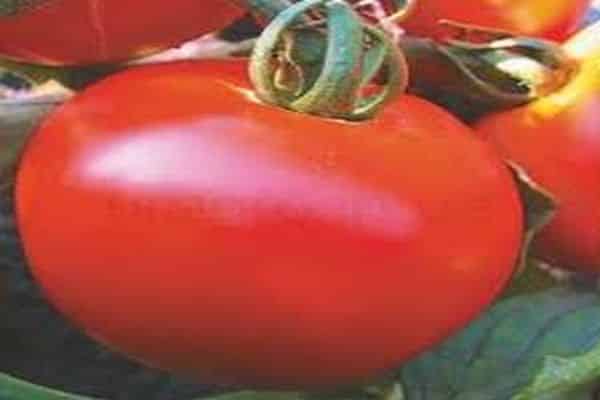 klady a zápory paradajok
