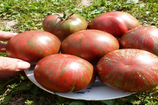 berkeley paradajka