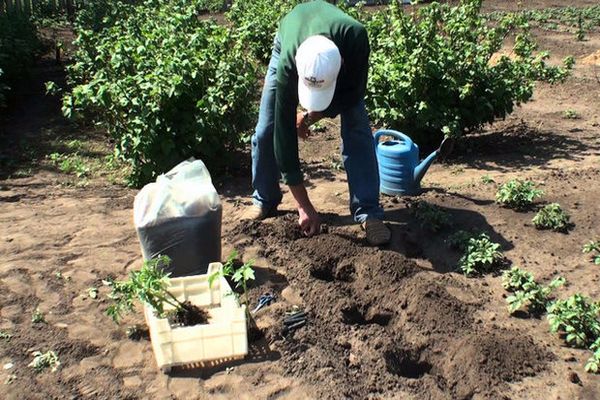 trồng cà chua và chăm sóc