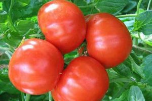 Opis i cechy odmiany pomidora Bourgeois