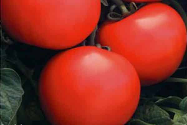 buržoaska rajčica