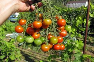 Mô tả về giống cà chua Decembrist và đặc điểm của nó