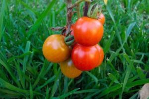 Charakteristika a opis odrody paradajok Lezhebok, jej výnos
