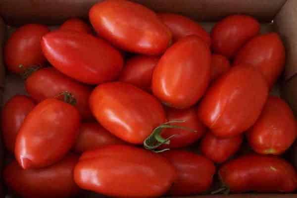 tomaten in een doos