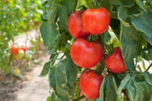 Characteristics of the tomato variety Fakel, its yield